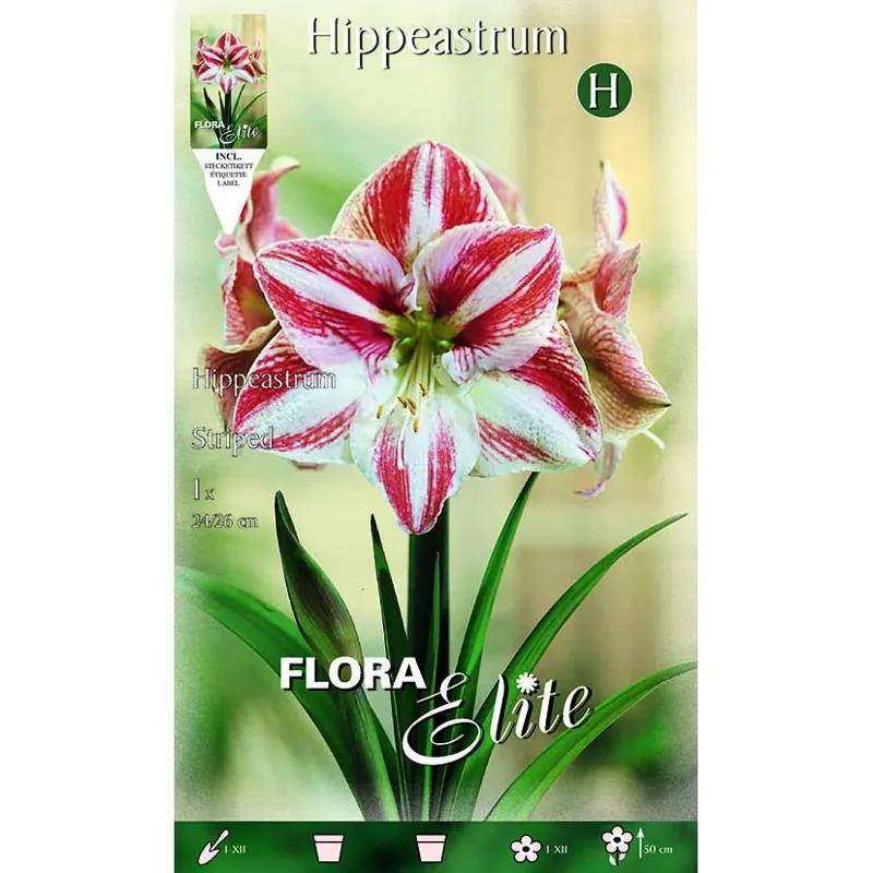 BOLBO AMARILIO