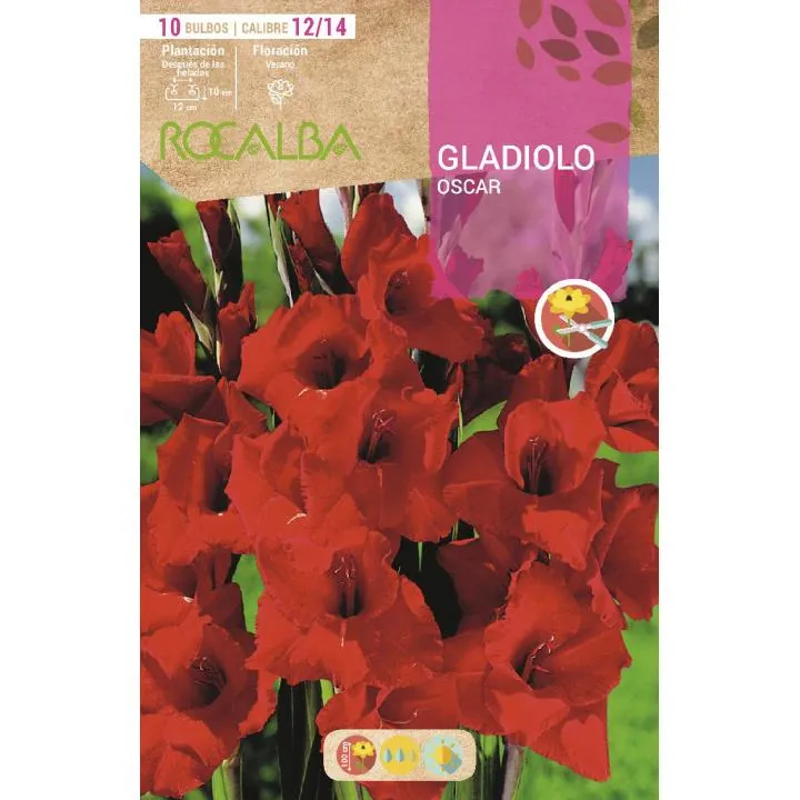 BOLBO GLADIOLOS 14+