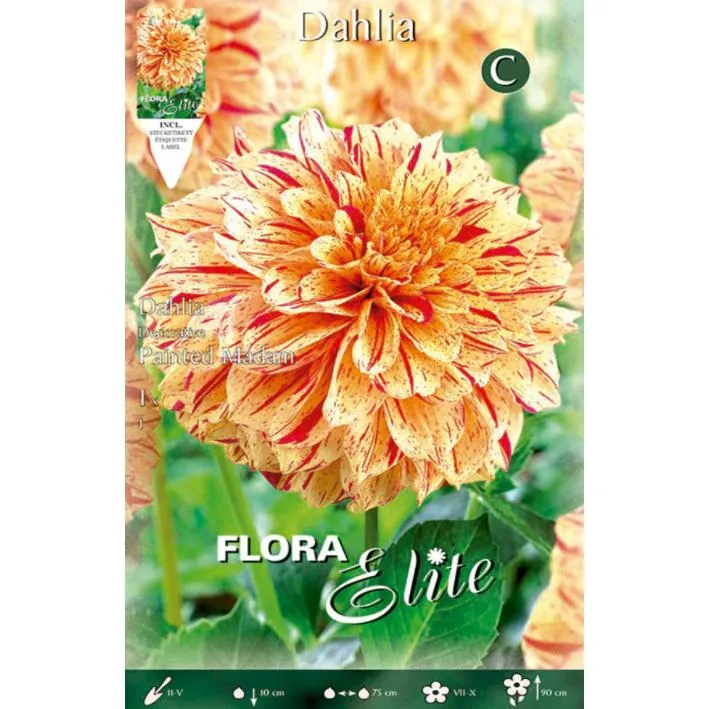 BOLBOS DALIAS