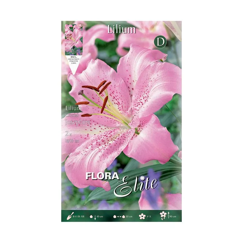 BOLBOS LILIUNS "ORIENTAL"