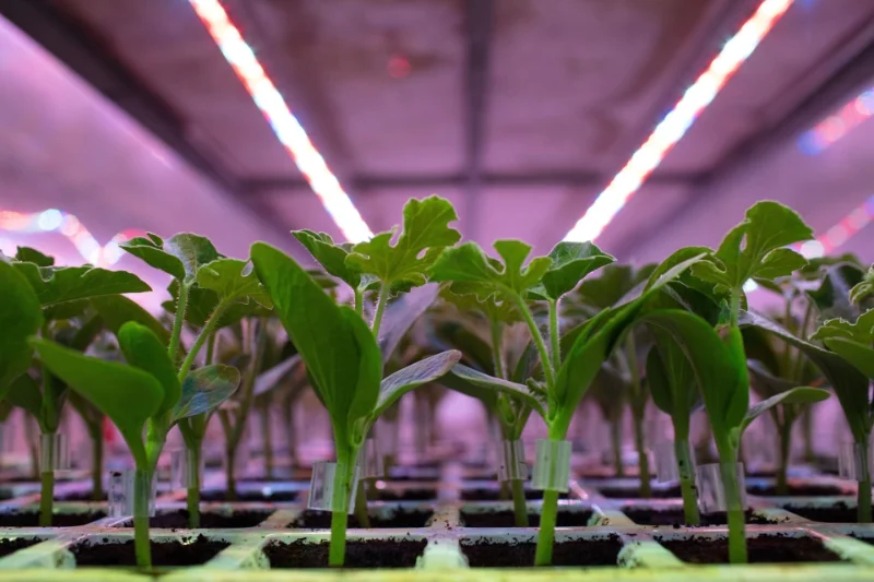 PLANTAS ENXERTADAS
